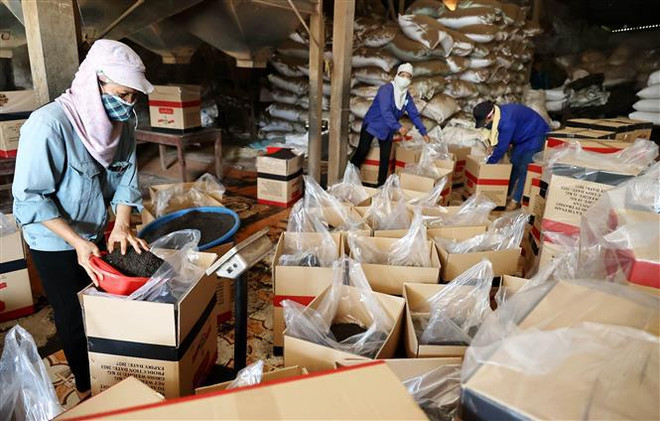 Phu Tho a son premier produit de thé inscrit sur la liste nationale des produits OCOP 5 étoiles ảnh 2 Phu Tho a son premier produit de thé inscrit sur la liste nationale des produits OCOP 5 étoiles ảnh 2