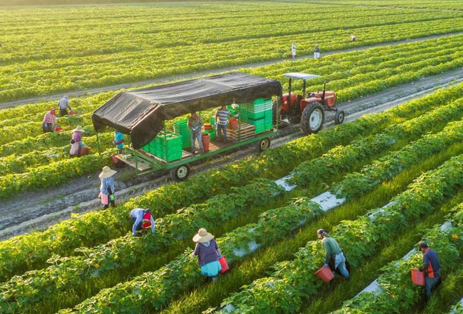 La production verte et circulaire contribue à promouvoir les produits agricoles vietnamiens ảnh 1
