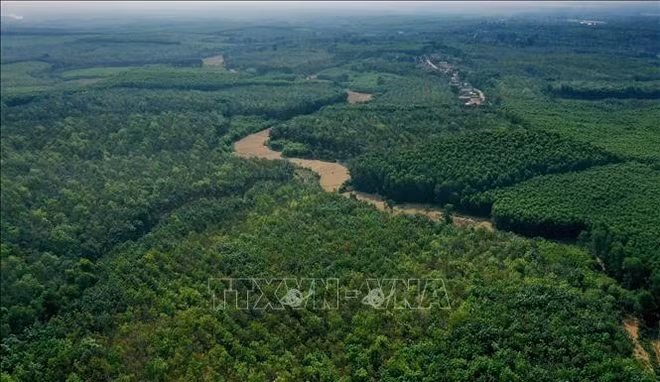 Accélérer le processus d’amélioration des forêts et d’utilisation durable des sols ảnh 1