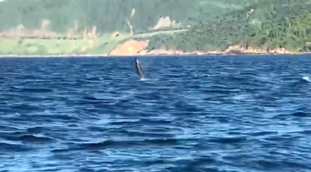 Des dauphins repérés au large de Da Nang ảnh 1 Des dauphins repérés au large de Da Nang ảnh 1