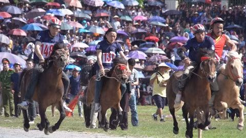 L’originalité des courses de chevaux traditionnelles de Bac Hà ảnh 1