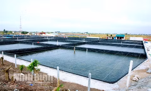 Production high-tech pour l’essor des produits aquatiques à Ninh Binh ảnh 1