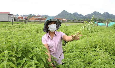 Développement de la production d'huiles essentielles à Ninh Binh ảnh 1 Développement de la production d'huiles essentielles à Ninh Binh ảnh 1