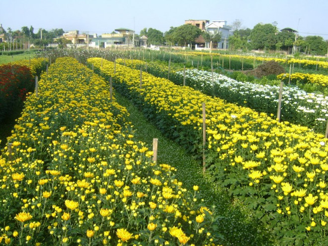 Quand horticulture et tourisme font bon ménage… ảnh 1 Quand horticulture et tourisme font bon ménage… ảnh 1