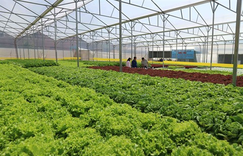 L’agriculture laboure le sillon des hautes technologies ảnh 3 L’agriculture laboure le sillon des hautes technologies ảnh 3