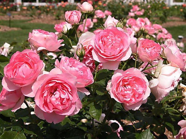 Les prix des roses de Da Lat augmentent de 2 à 3 fois avant la Saint-Valentin ảnh 2 Les prix des roses de Da Lat augmentent de 2 à 3 fois avant la Saint-Valentin ảnh 2