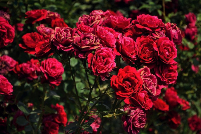 Les prix des roses de Da Lat augmentent de 2 à 3 fois avant la Saint-Valentin ảnh 1 Les prix des roses de Da Lat augmentent de 2 à 3 fois avant la Saint-Valentin ảnh 1