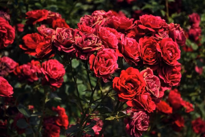 Les prix des roses de Da Lat augmentent de 2 à 3 fois avant la Saint-Valentin ảnh 1