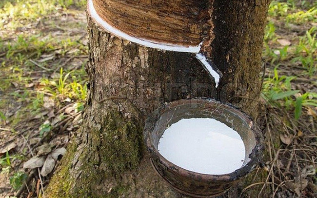 Le COVID-19 plombe les exportations vietnamiennes de caoutchouc ảnh 1 Le COVID-19 plombe les exportations vietnamiennes de caoutchouc ảnh 1