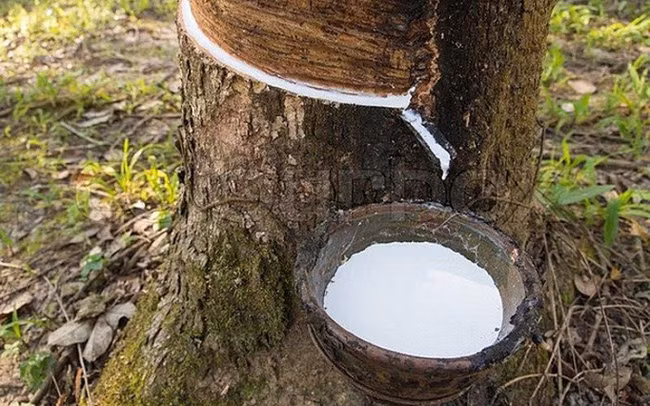 Le COVID-19 plombe les exportations vietnamiennes de caoutchouc ảnh 1