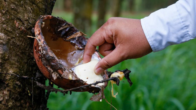 Cambodge : les exportations de caoutchouc naturel en hausse ảnh 1 Cambodge : les exportations de caoutchouc naturel en hausse ảnh 1
