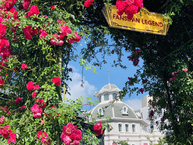 La vallée de roses à Sapa reconnue comme la plus grande du Vietnam ảnh 2 La vallée de roses à Sapa reconnue comme la plus grande du Vietnam ảnh 2