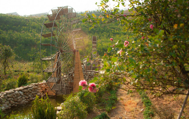 La vallée de roses à Sapa reconnue comme la plus grande du Vietnam ảnh 3 La vallée de roses à Sapa reconnue comme la plus grande du Vietnam ảnh 3