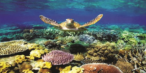 La protection de la vie marine au cœur d’une stratégie nationale ảnh 1 La protection de la vie marine au cœur d’une stratégie nationale ảnh 1