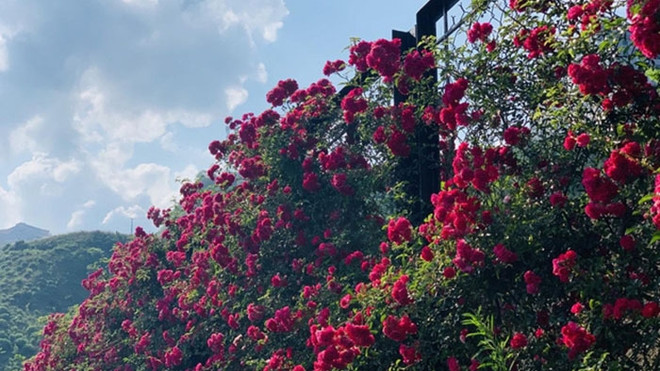 La vallée de roses à Sapa reconnue comme la plus grande du Vietnam ảnh 1 La vallée de roses à Sapa reconnue comme la plus grande du Vietnam ảnh 1