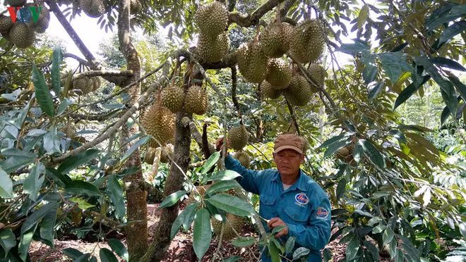 La polyculture, une réponse aux aléas du changement climatique ảnh 1 La polyculture, une réponse aux aléas du changement climatique ảnh 1