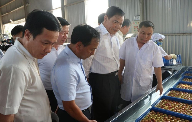 Hai Duong expédie son premier lot de litchi à Singapour, aux États-Unis et en Australie ảnh 1 Hai Duong expédie son premier lot de litchi à Singapour, aux États-Unis et en Australie ảnh 1