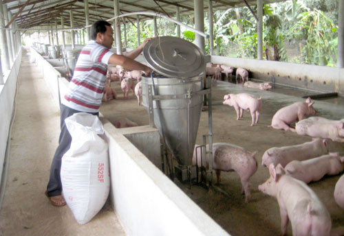 Dynamiser les exportations nationales de viande porcine ảnh 2 Dynamiser les exportations nationales de viande porcine ảnh 2