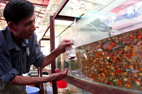 Les exportations de poissons d’aquarium se marchent bien ảnh 1 Les exportations de poissons d’aquarium se marchent bien ảnh 1