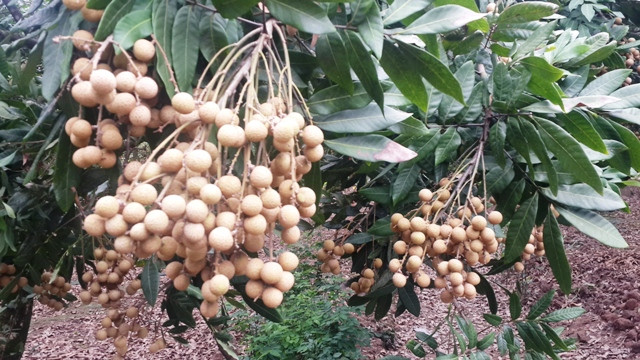 Bond des exportations nationales de fruits et légumes ảnh 1 Bond des exportations nationales de fruits et légumes ảnh 1