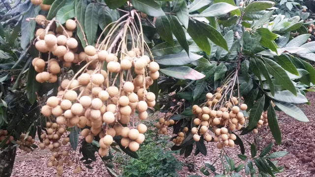 Bond des exportations nationales de fruits et légumes ảnh 1