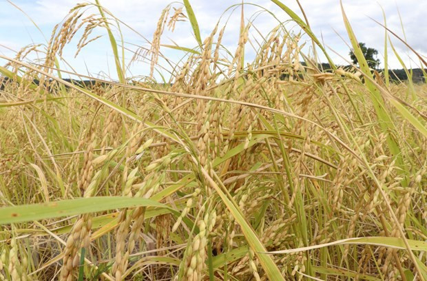 La coopération Vietnam-Australie pour développer une nouvelle variété de riz ảnh 2 La coopération Vietnam-Australie pour développer une nouvelle variété de riz ảnh 2