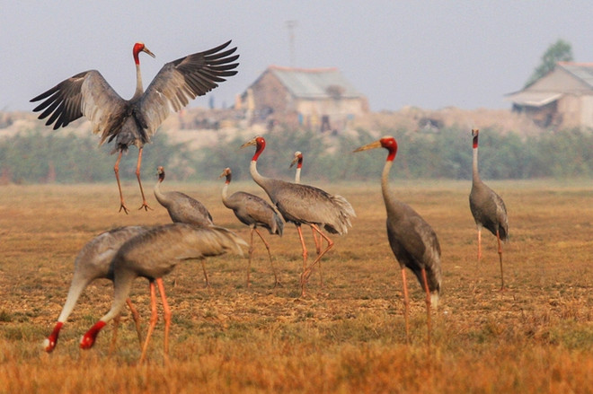 Le Fonds pour l’environnement mondial finance la conservation de la biodiversité ảnh 1 Le Fonds pour l’environnement mondial finance la conservation de la biodiversité ảnh 1