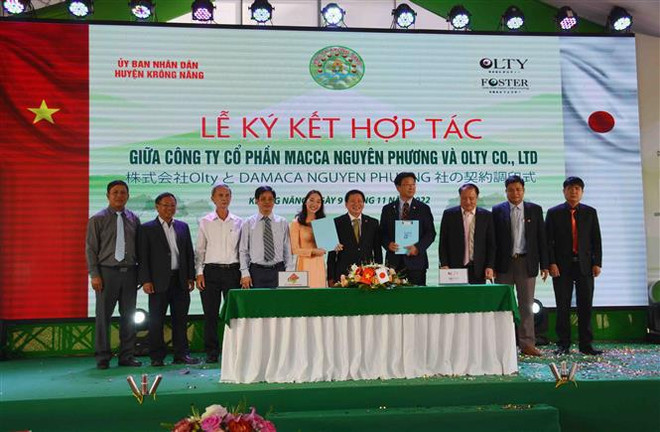 La province de Dak Lak exporte son premier lot de noix de macadamia vers le Japon ảnh 1 La province de Dak Lak exporte son premier lot de noix de macadamia vers le Japon ảnh 1