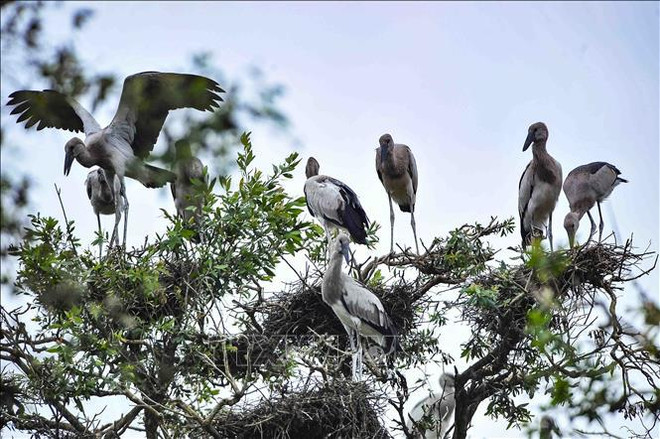Le WWF salue la conservation de la biodiversité au Vietnam ảnh 2 Le WWF salue la conservation de la biodiversité au Vietnam ảnh 2