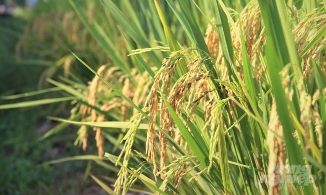 Le Vietnam promeut sa coopération avec l'Institut international de recherche sur le riz ảnh 1 Le Vietnam promeut sa coopération avec l'Institut international de recherche sur le riz ảnh 1