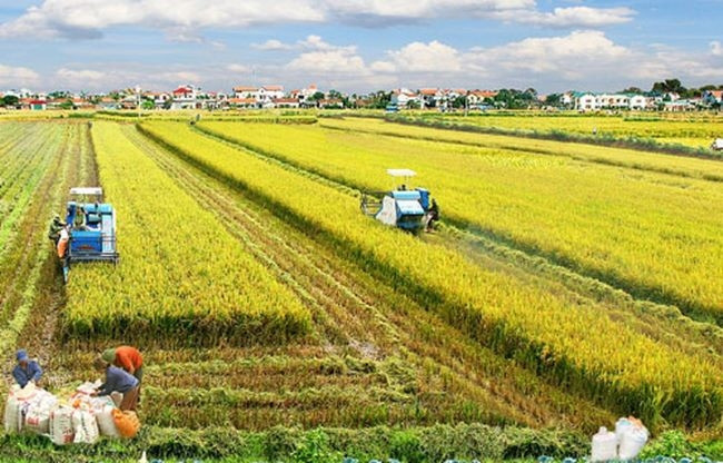La coopération Vietnam-Australie pour développer une nouvelle variété de riz ảnh 1 La coopération Vietnam-Australie pour développer une nouvelle variété de riz ảnh 1