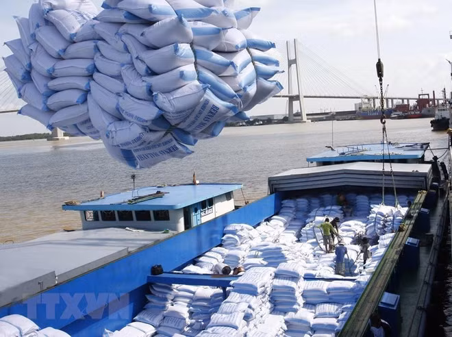 Plus de 6 millions de tonnes de riz exportées en dix mois ảnh 1