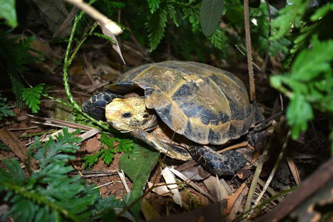 Thanh Hoa : découverte de nombreuses tortues rares dans la Réserve naturelle de Pu Hu ảnh 1 Thanh Hoa : découverte de nombreuses tortues rares dans la Réserve naturelle de Pu Hu ảnh 1