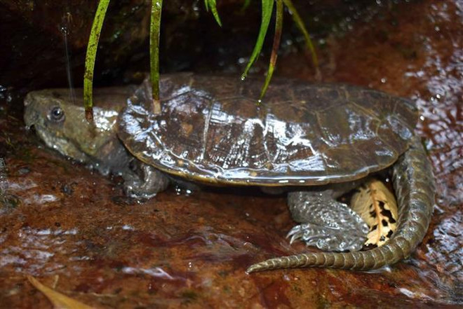 Thanh Hoa : découverte de nombreuses tortues rares dans la Réserve naturelle de Pu Hu ảnh 2 Thanh Hoa : découverte de nombreuses tortues rares dans la Réserve naturelle de Pu Hu ảnh 2