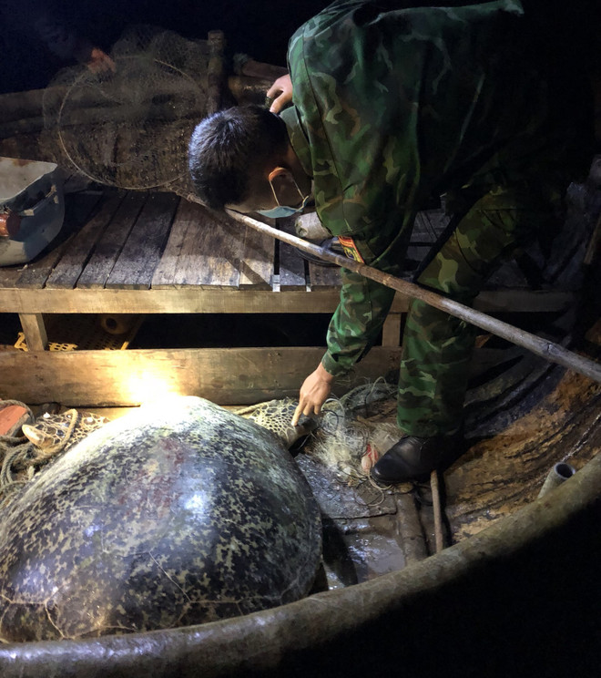 Quang Binh: une tortue olivâtre de 120 kg est relâchée à la mer ảnh 1 Quang Binh: une tortue olivâtre de 120 kg est relâchée à la mer ảnh 1