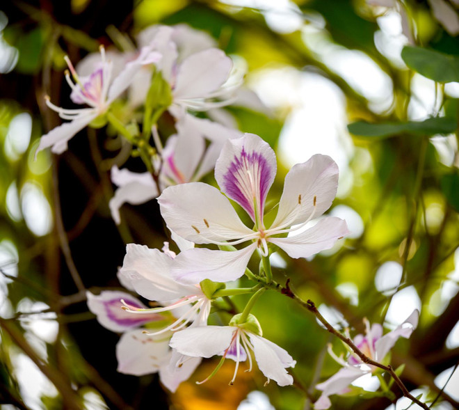 La fleur de bauhinie, l’ingrédient magique des Thai ảnh 1 La fleur de bauhinie, l’ingrédient magique des Thai ảnh 1
