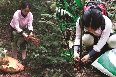 Une Professeure agrégée passionnée par la flore ảnh 2 Une Professeure agrégée passionnée par la flore ảnh 2