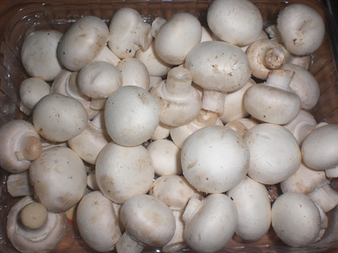 Le savoir-faire canadien au service des champignons vietnamiens ảnh 2 Le savoir-faire canadien au service des champignons vietnamiens ảnh 2