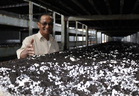 Le savoir-faire canadien au service des champignons vietnamiens ảnh 1 Le savoir-faire canadien au service des champignons vietnamiens ảnh 1