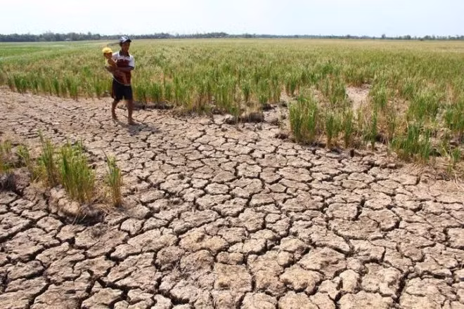La Thaïlande propose un nouveau plan comme alternative à son système de garantie des prix du riz ảnh 1