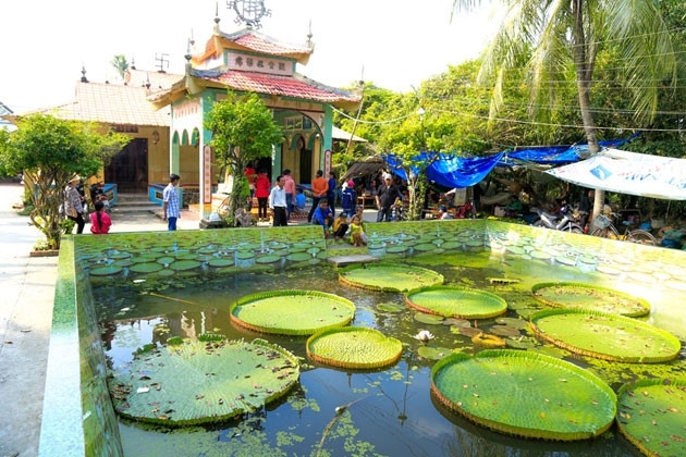 La pagode abritant une sorte de lotus géant dans le delta du Mékong ảnh 1 La pagode abritant une sorte de lotus géant dans le delta du Mékong ảnh 1