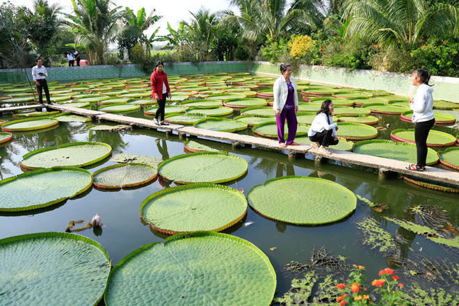 La pagode abritant une sorte de lotus géant dans le delta du Mékong ảnh 2 La pagode abritant une sorte de lotus géant dans le delta du Mékong ảnh 2
