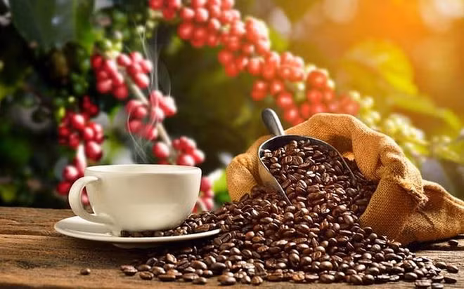 Nécessité d’améliorer la qualité du café pour accroître les exportations vers l'UE ảnh 1