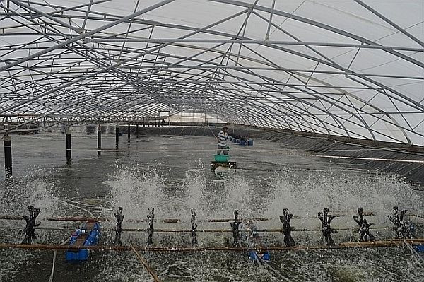 Bà Ria-Vung Tàu applique les progrès scientifiques pour une aquaculture durable ảnh 1 Bà Ria-Vung Tàu applique les progrès scientifiques pour une aquaculture durable ảnh 1