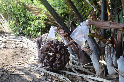 Le miel de palme développé par un jeune ingénieur chimiste de Cân Gio ảnh 1