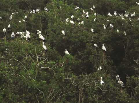 Un protecteur d’aigrettes à Ðông Tháp ảnh 2