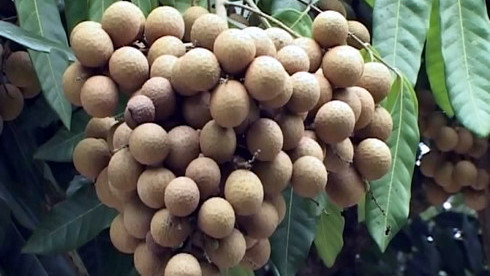 Le longane Edor de Dông Thap accède au marché sud-coréen ảnh 1