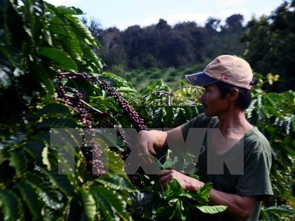 Les ethnies du Tây Nguyên solidaires pour surmonter les difficultés ảnh 1 Les ethnies du Tây Nguyên solidaires pour surmonter les difficultés ảnh 1