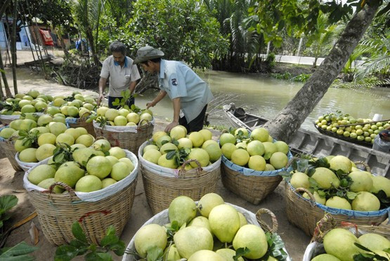 Lancement d’un projet de transformation de fruits et légumes à Gia Lai ảnh 1