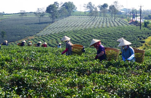 Le Pakistan, premier marché du thé vietnamien au premier trimestre ảnh 1 Le Pakistan, premier marché du thé vietnamien au premier trimestre ảnh 1